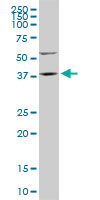 WB - FAM50A Antibody (clone 5F10) ALS13450